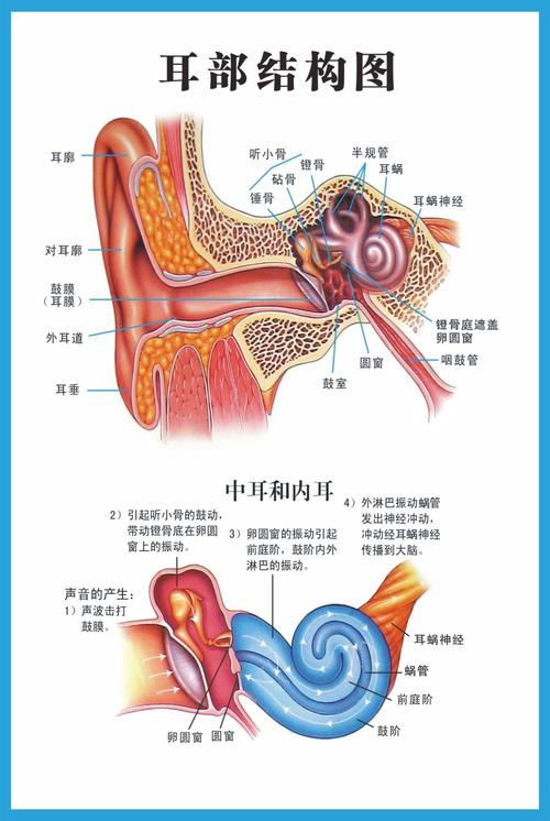 耳部结构图眼科覆膜海报写真眼镜展板系列展系列听力