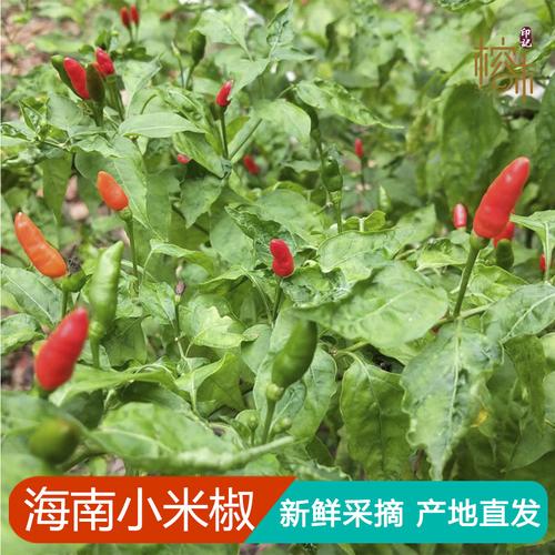 海南特产文昌本土新鲜野生小米椒红辣椒小辣椒特辣调味蘸料50粒装