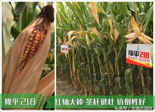 隆平218隆平玉米观摩大部队来喽!