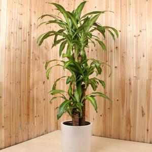 巴西木巴西铁幸运木大型室内客厅办公室盆栽植物花卉净化空气盆景