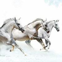 八匹骏马的微信头像图片【点击鼠标右键下载】