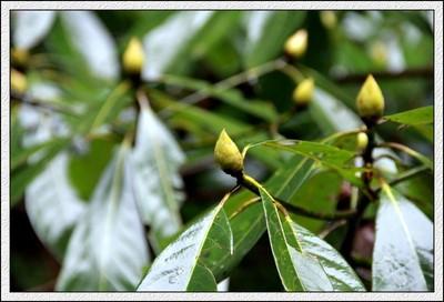 楠木几月花开?花是什么样子的?