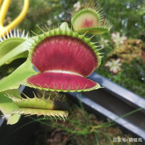 新奇植物食虫草食人花绿植盆栽捕蝇草大嘴花扑蝇扑蚊