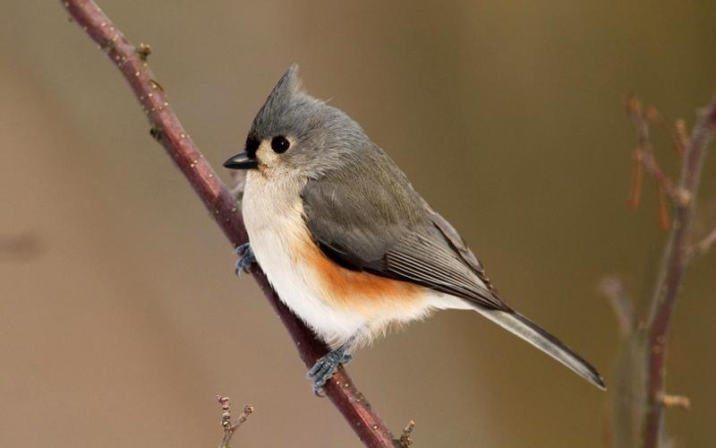 野生鸟类摄影桌面壁纸图片-桌面壁纸图片-9