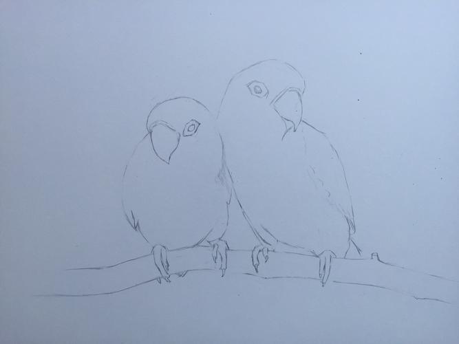 原创作品:彩铅手绘—牡丹鹦鹉