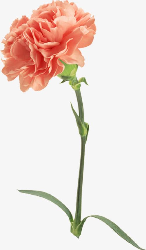 简约淡雅节日康乃馨花束