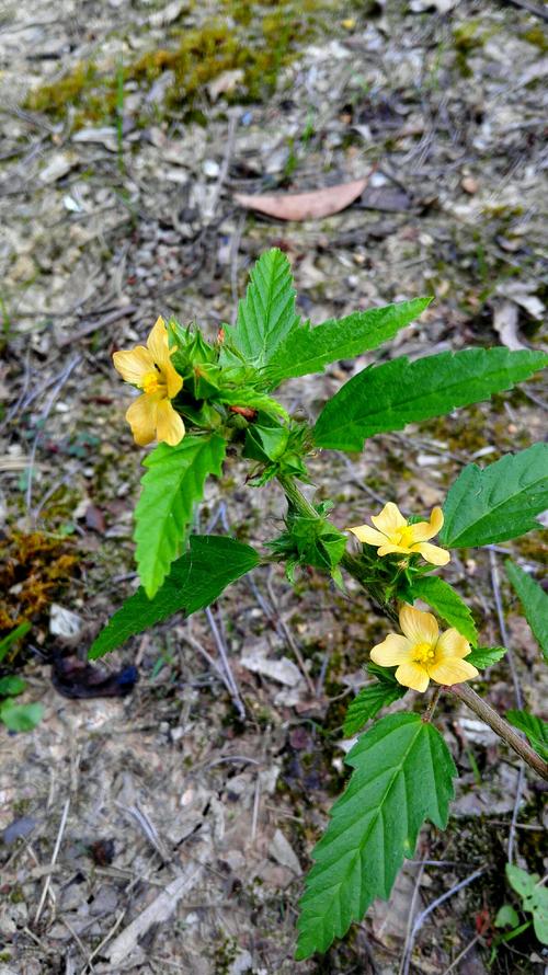 《广西中草药》 [拼音名] sài kuí [别名] 黄花棉(《广西中草药》)