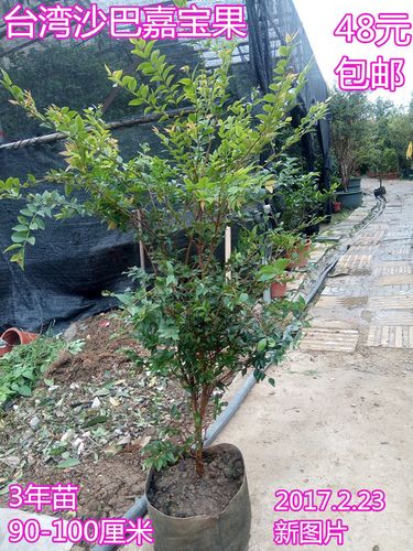 嘉宝果树苗葡萄苗树葡萄树苗