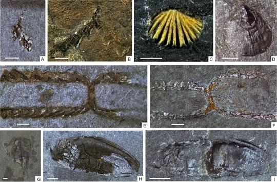 紫阳动物群中部分笔石,腕足动物和其他门类化石