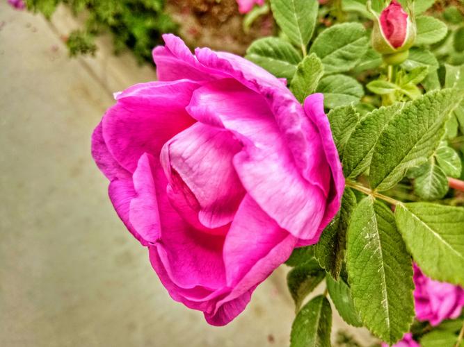 酒泉的各种树花