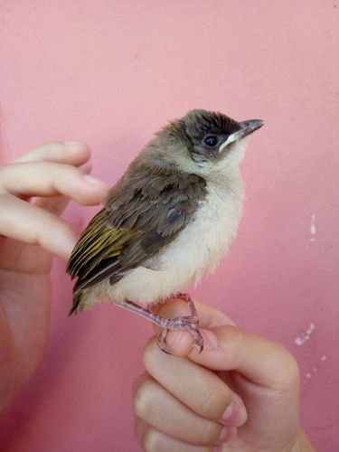 路边捡到一只鸟,不知道什么鸟,也不知道它吃什么,请大神赐教