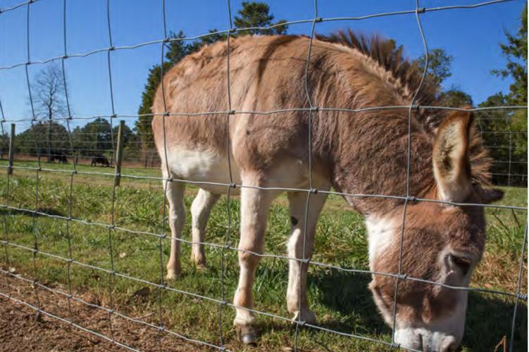 7/90/30 200 米卷农场围栏铰链关节牛羊网护栏网