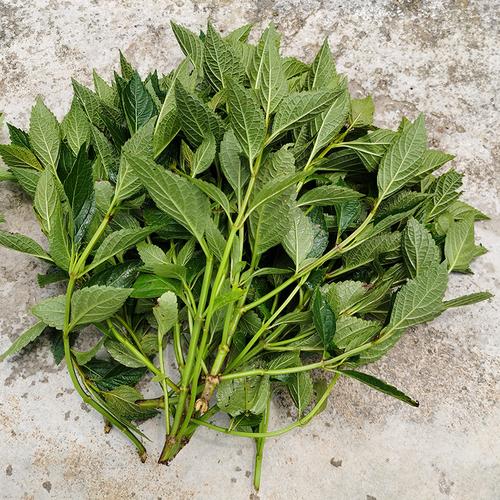 野生溪黄草益肝茶新鲜药材肝火凉茶中草药养生其他药食同源食品