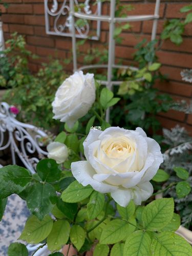 9715雨后的婚礼之路,我唯一的白色月季_月季_婚礼