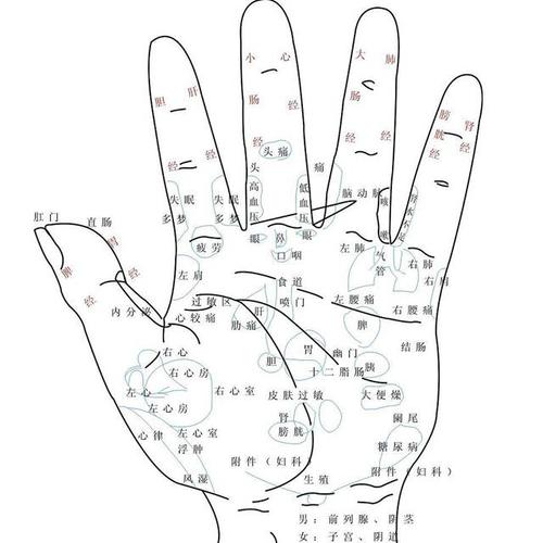 看掌纹知健康