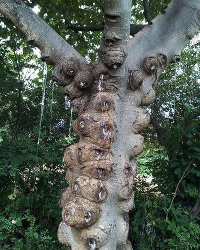 批发特级拉丝雪燕 缅甸***雪燕植物燕窝100克包邮 诚招.