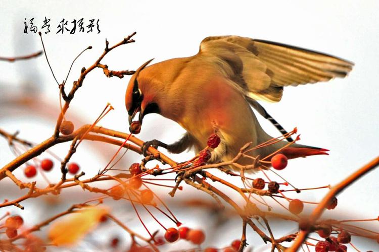 苏家屯迎春园 冬 百鸟图