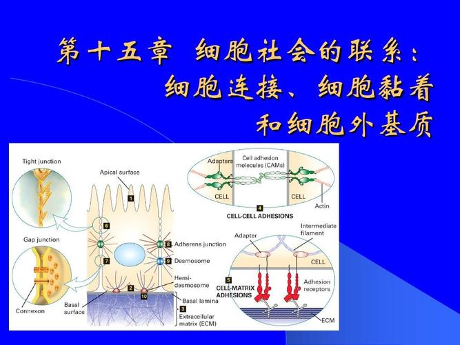 15第十五章细胞社会的联系:细胞连接,细胞黏着和细胞外基质