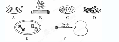 下列模式图表示几种细胞器,有关说法不正确的是( )