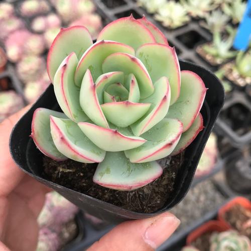 牡丹亭多肉植物萌肉盆栽组合果冻色红办公办公室多肉