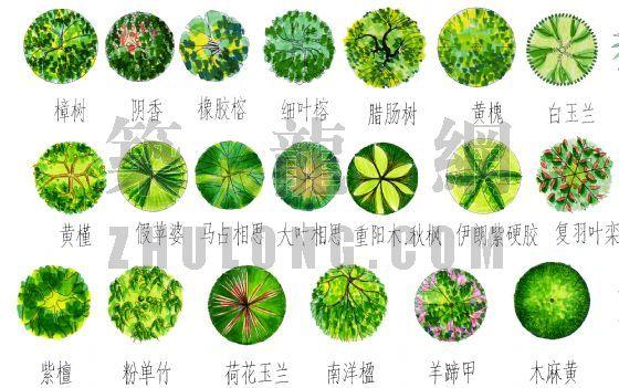 [分享]psd平面乔木资料免费下载