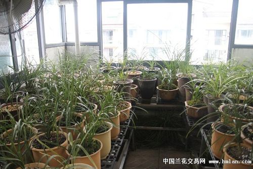 接下来该做的事情是好好把手里的兰花养好!