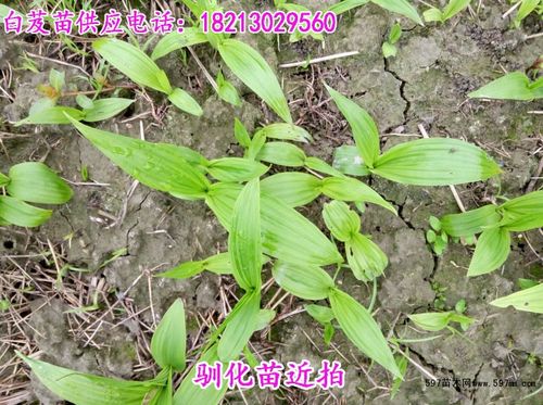 白芨种苗|草种|草类|苗木报价|597苗木网