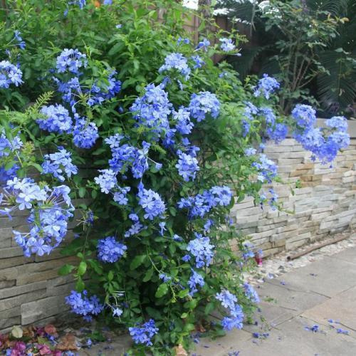 雪兰花养一年,小院成"蓝色花海",梦幻又好看,大伙儿都