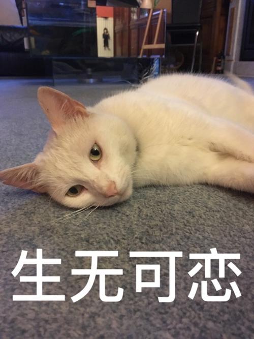 你的猫咪生无可恋的表情是怎样的?