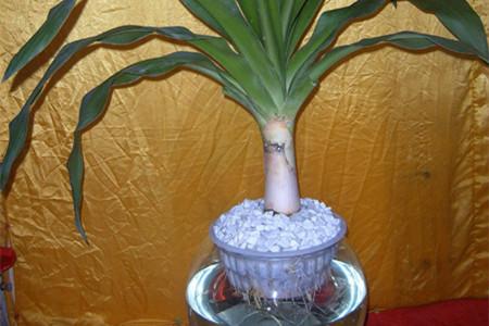 文殊兰水培方法水培步骤及养护注意事项