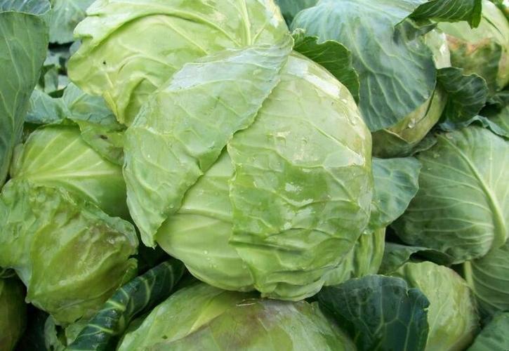 大头菜是什么菜