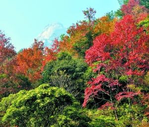 新丰明日举办第十一届枫叶节