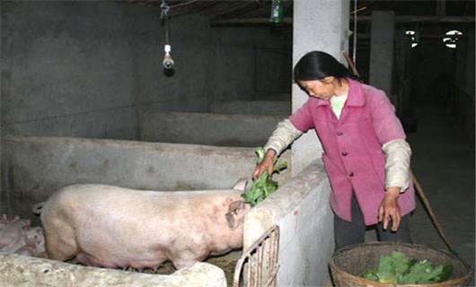 知识库 正文  你是说,问一下国家现在是不是不在让农村的养猪户养猪了