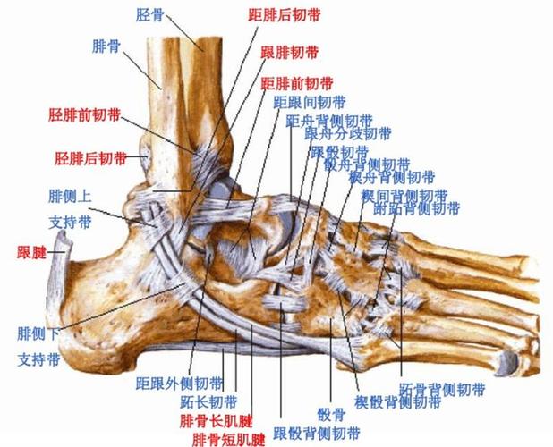 踝关节解剖踝关节(anklejoint),由胫,腓骨下端的关节面与距骨滑车