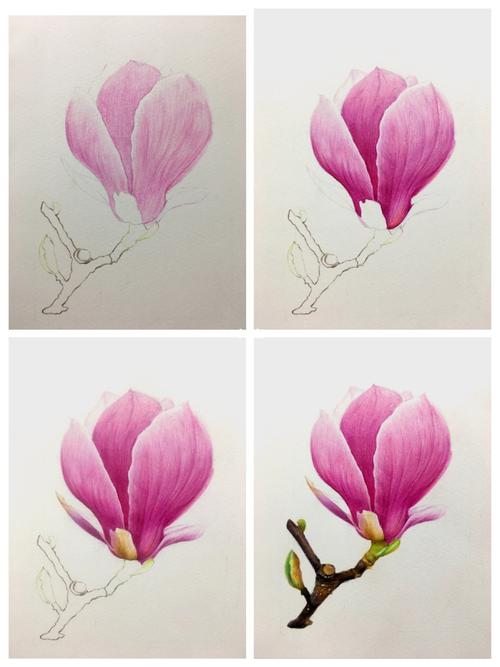 彩铅玉兰花(绘画步骤图)分享_彩铅_绘画_玉兰花_彩铅画_辉柏嘉怎么样