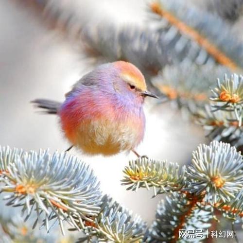 界高颜值小仙女花彩雀莺