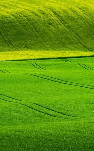 高清绿色草地护眼图片壁纸