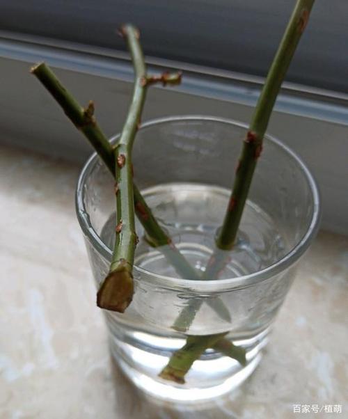 扦插的月季总不活,多做一步,枝条不但生根快,且发芽多