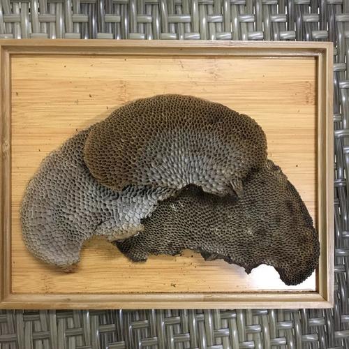 海南野生龙眼树蜂窝灵芝