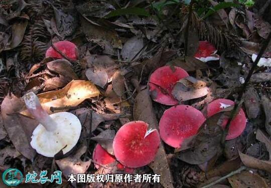 蘑菇品种大全图片及名称 - 蘑菇 - 蛇农网