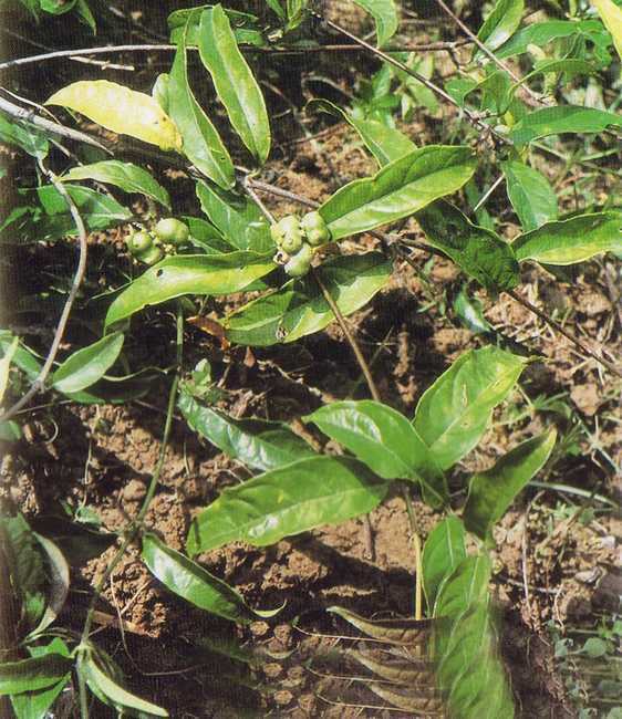  p>巴戟天,粤语叫巴吉,又名:三蔓草(《唐本草》),不雕草(《日华子本草