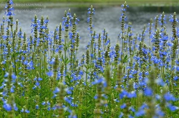 天蓝鼠尾草 salvia uliginosa