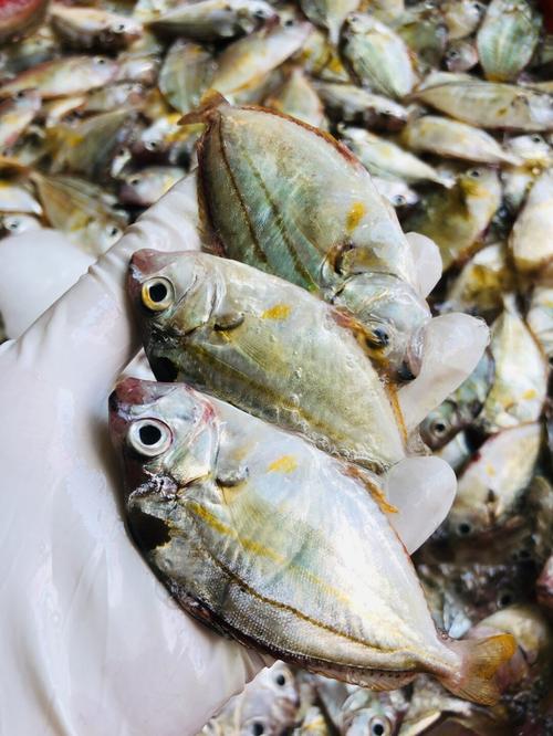 每天分享一种鱼:油叶鱼_海鲜_减肥_上班族_牛肉_dha_美肤_美味_养胃