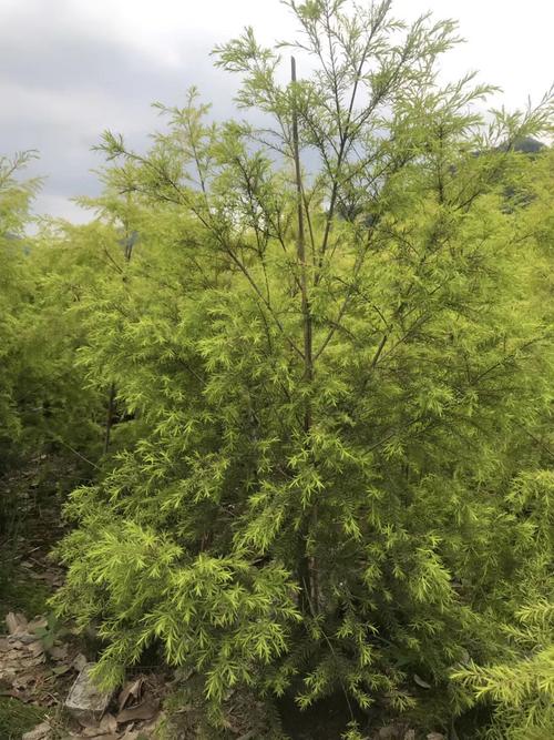 黄金香柳树盆景价格 黄金香柳小苗批发