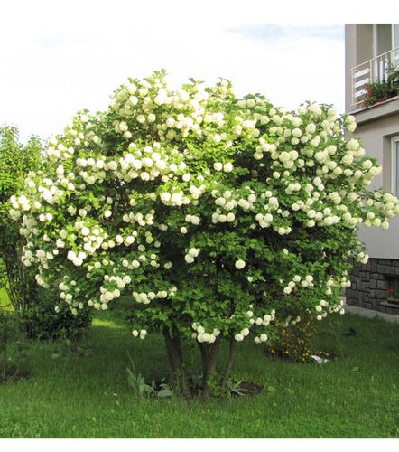 虹越现货 欧洲木绣球"玫瑰"c3棒棒糖树型盆栽苗庭院花卉灌木