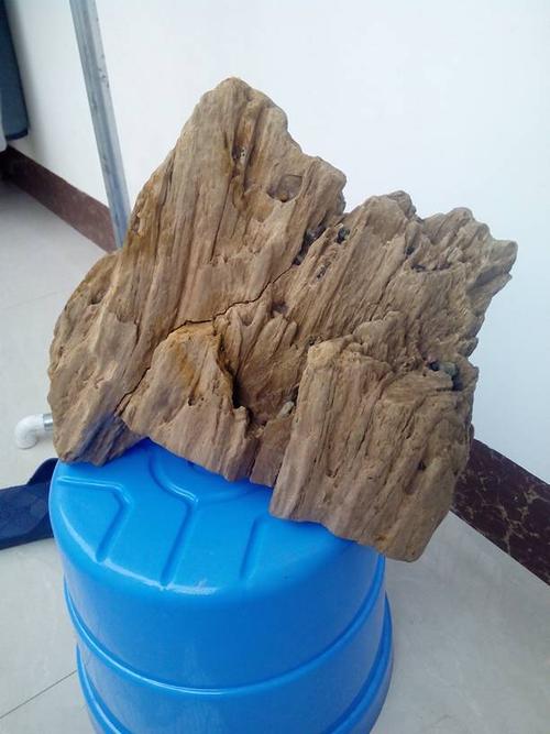 20斤左右的灰白色木化石,它值多少钱?