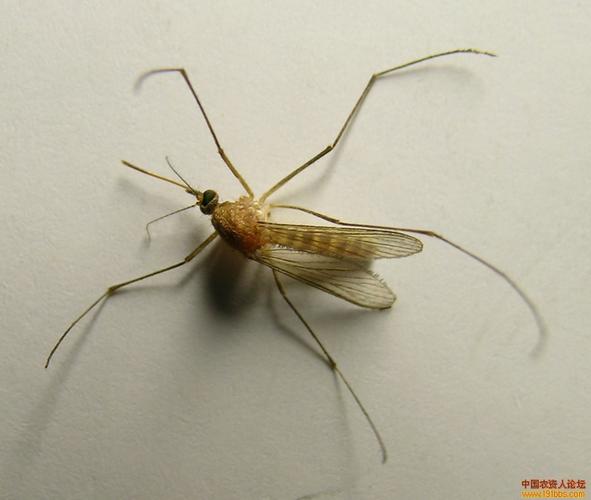 蚊子放大图-超清晰