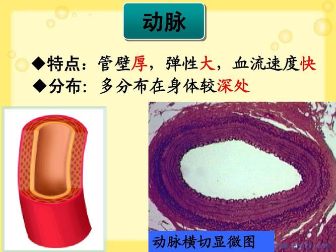 动脉横切显微图