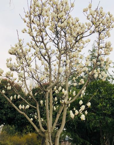 木兰花,又名辛夷,紫玉兰,木笔.