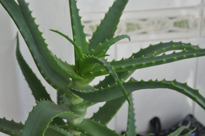 库拉索芦荟